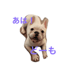 保護犬フレブルのライス国務長官 第2弾（個別スタンプ：6）