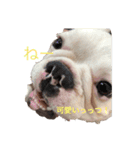 保護犬フレブルのライス国務長官 第2弾（個別スタンプ：8）