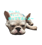 保護犬フレブルのライス国務長官 第2弾（個別スタンプ：9）