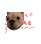 保護犬フレブルのライス国務長官 第2弾（個別スタンプ：10）