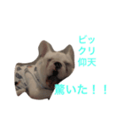 保護犬フレブルのライス国務長官 第2弾（個別スタンプ：13）