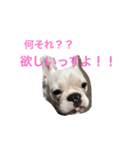 保護犬フレブルのライス国務長官 第2弾（個別スタンプ：14）