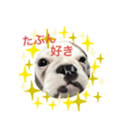 保護犬フレブルのライス国務長官 第2弾（個別スタンプ：15）