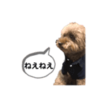 CoCoちゃんのワンダフルスタンプ（個別スタンプ：7）