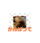 CoCoちゃんのワンダフルスタンプ（個別スタンプ：8）
