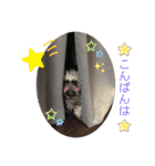 こたろう＆でんすけ凸凹コンビ♡（個別スタンプ：3）
