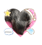 こたろう＆でんすけ凸凹コンビ♡（個別スタンプ：4）
