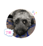 こたろう＆でんすけ凸凹コンビ♡（個別スタンプ：7）