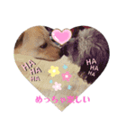 こたろう＆でんすけ凸凹コンビ♡（個別スタンプ：12）
