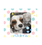 こたろう＆でんすけ凸凹コンビ♡（個別スタンプ：15）