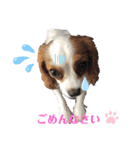 こたろう＆でんすけ凸凹コンビ♡（個別スタンプ：22）