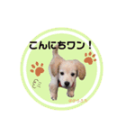 とらきちだワン！（個別スタンプ：1）