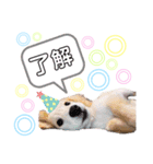 とらきちだワン！（個別スタンプ：2）