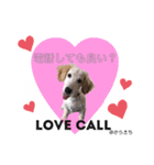 とらきちだワン！（個別スタンプ：7）