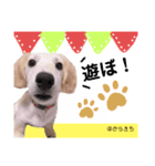 とらきちだワン！（個別スタンプ：8）