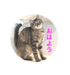 保護猫ふれあいサロンOhana  猫がいっぱい（個別スタンプ：1）