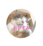 保護猫ふれあいサロンOhana  猫がいっぱい（個別スタンプ：2）