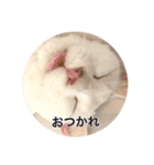 保護猫ふれあいサロンOhana  猫がいっぱい（個別スタンプ：3）
