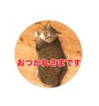 保護猫ふれあいサロンOhana  猫がいっぱい（個別スタンプ：4）