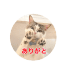 保護猫ふれあいサロンOhana  猫がいっぱい（個別スタンプ：5）