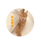 保護猫ふれあいサロンOhana  猫がいっぱい（個別スタンプ：6）