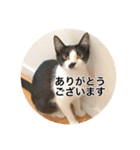 保護猫ふれあいサロンOhana  猫がいっぱい（個別スタンプ：7）
