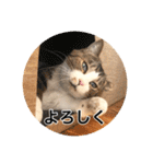 保護猫ふれあいサロンOhana  猫がいっぱい（個別スタンプ：8）