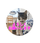 保護猫ふれあいサロンOhana  猫がいっぱい（個別スタンプ：9）