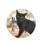 保護猫ふれあいサロンOhana  猫がいっぱい（個別スタンプ：12）