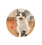 保護猫ふれあいサロンOhana  猫がいっぱい（個別スタンプ：13）