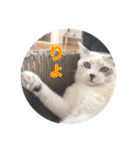 保護猫ふれあいサロンOhana  猫がいっぱい（個別スタンプ：14）