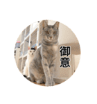 保護猫ふれあいサロンOhana  猫がいっぱい（個別スタンプ：15）