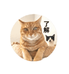 保護猫ふれあいサロンOhana  猫がいっぱい（個別スタンプ：16）