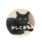 保護猫ふれあいサロンOhana  猫がいっぱい（個別スタンプ：17）