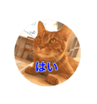 保護猫ふれあいサロンOhana  猫がいっぱい（個別スタンプ：18）