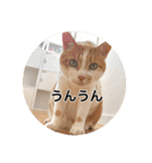 保護猫ふれあいサロンOhana  猫がいっぱい（個別スタンプ：19）