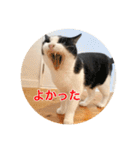 保護猫ふれあいサロンOhana  猫がいっぱい（個別スタンプ：20）