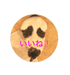 保護猫ふれあいサロンOhana  猫がいっぱい（個別スタンプ：21）