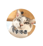 保護猫ふれあいサロンOhana  猫がいっぱい（個別スタンプ：22）