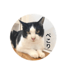 保護猫ふれあいサロンOhana  猫がいっぱい（個別スタンプ：24）