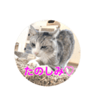 保護猫ふれあいサロンOhana  猫がいっぱい（個別スタンプ：25）