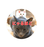 保護猫ふれあいサロンOhana  猫がいっぱい（個別スタンプ：26）