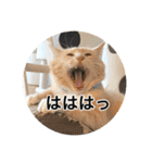保護猫ふれあいサロンOhana  猫がいっぱい（個別スタンプ：27）