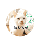 保護猫ふれあいサロンOhana  猫がいっぱい（個別スタンプ：28）
