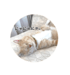 保護猫ふれあいサロンOhana  猫がいっぱい（個別スタンプ：29）