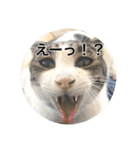 保護猫ふれあいサロンOhana  猫がいっぱい（個別スタンプ：31）