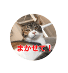 保護猫ふれあいサロンOhana  猫がいっぱい（個別スタンプ：32）