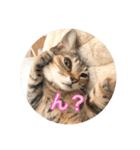 保護猫ふれあいサロンOhana  猫がいっぱい（個別スタンプ：33）