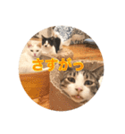 保護猫ふれあいサロンOhana  猫がいっぱい（個別スタンプ：35）