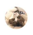 保護猫ふれあいサロンOhana  猫がいっぱい（個別スタンプ：36）